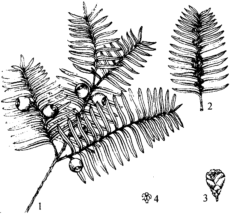 1. 红豆杉